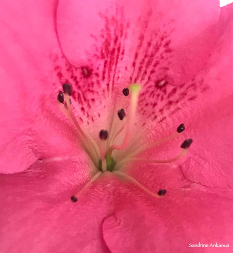 Fleur rose coeur